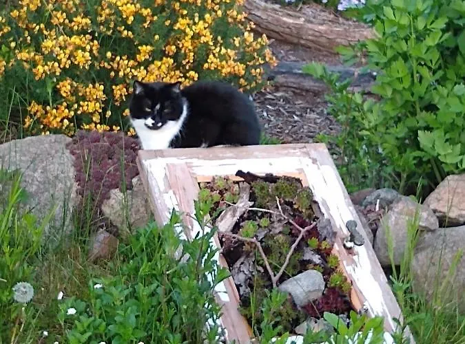 Amende آنغرمونده